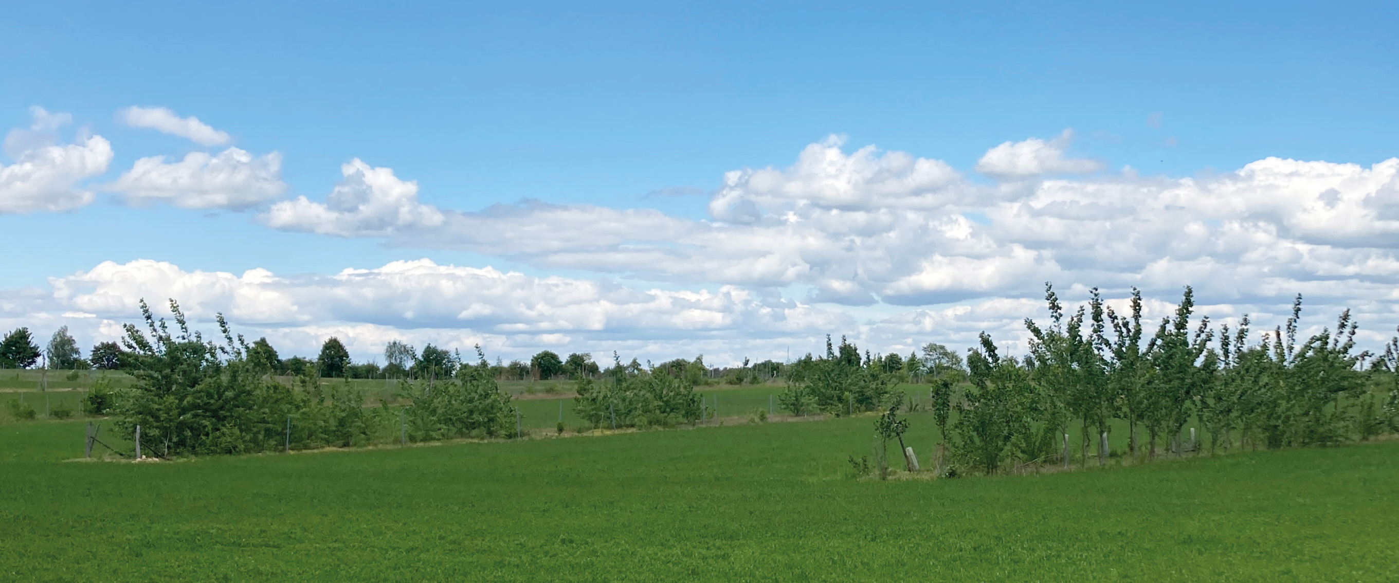 Mitarbeitswoche Agroforst