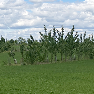 Agroforstgruppe Sieben Linden
