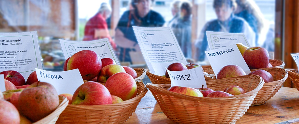 "Apfelwoche" zum 25. Jubiläum von Uga's Obstbaumschule