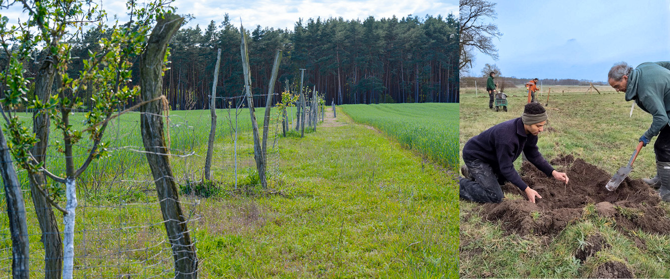 Mitarbeitswoche Agroforst